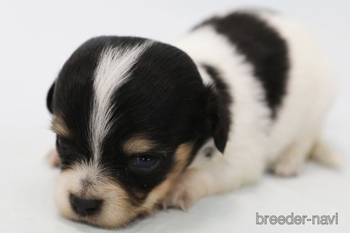 成約済の神奈川県のチワックス:チワワ×ミニチュアダックスフンド-309653の1枚目